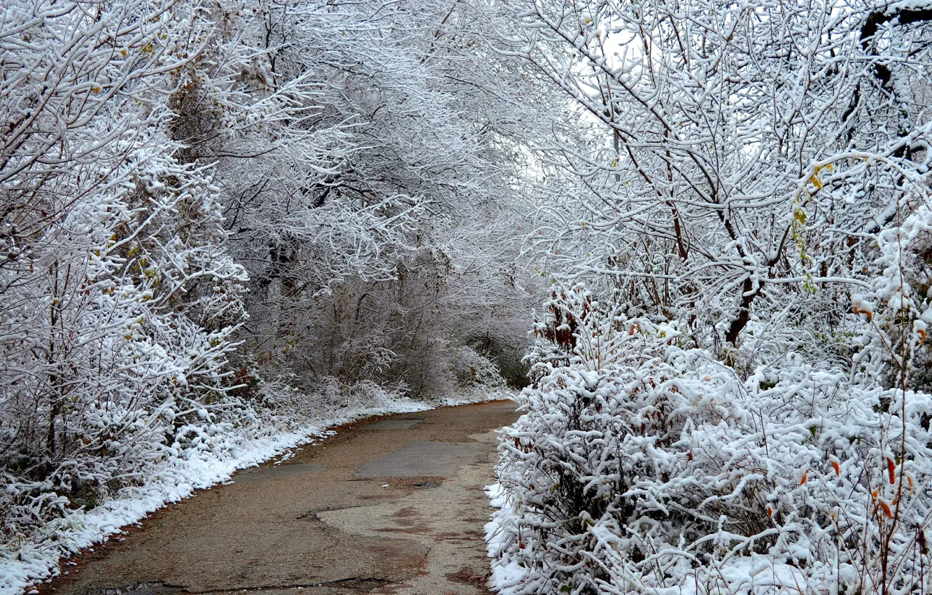 Фото обои Зима, Деревья, Снег, Парк, Nature, Дорожка, Winter, Park