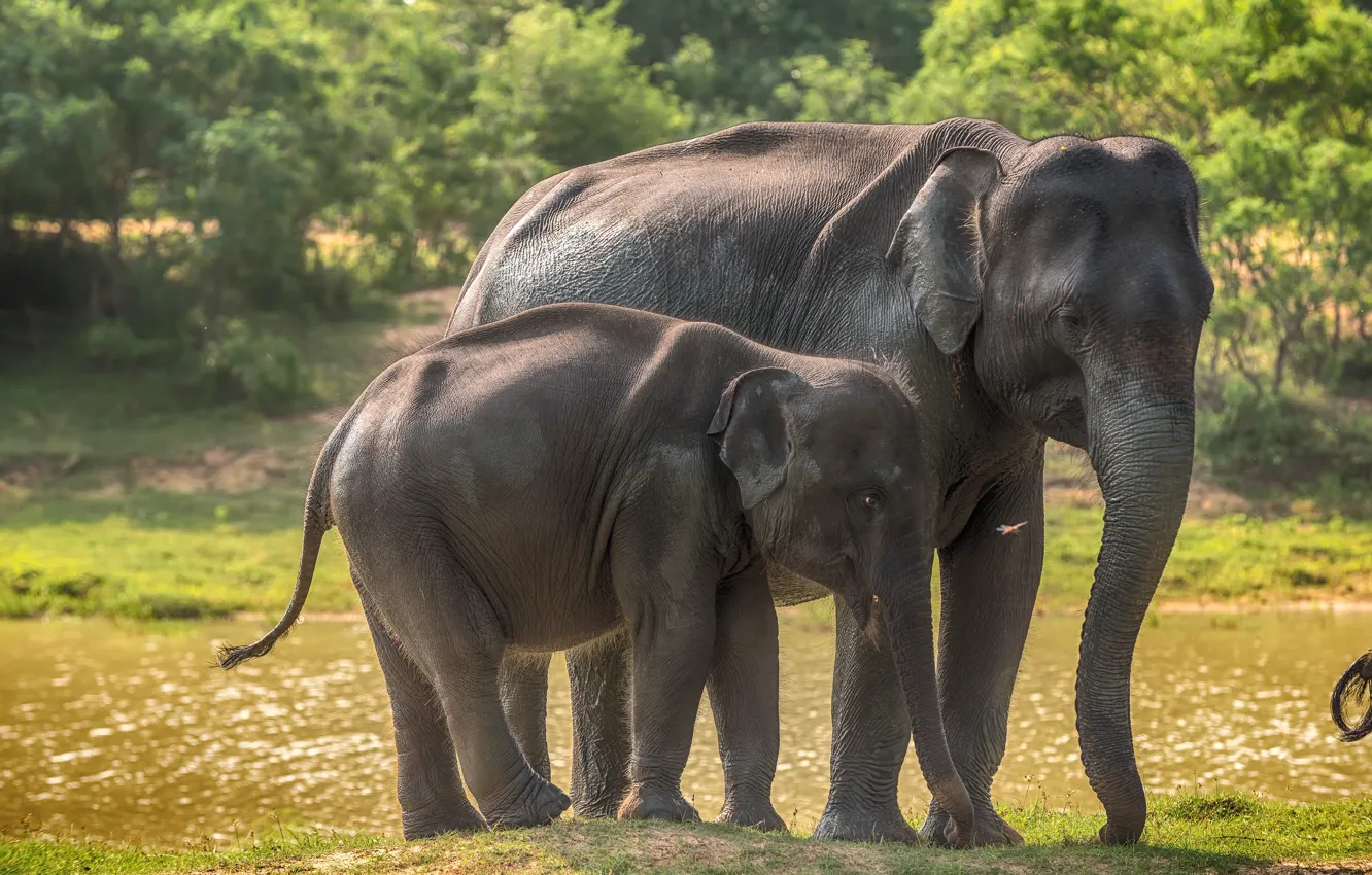 Фото обои зелень, трава, деревья, река, слонце, слоны, боке, Шри-Ланка