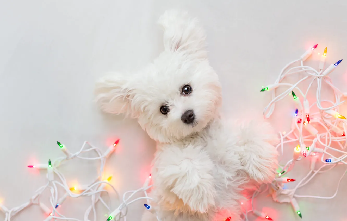 Фото обои взгляд, поза, лапки, собака, огоньки, Рождество, щенок, белый фон