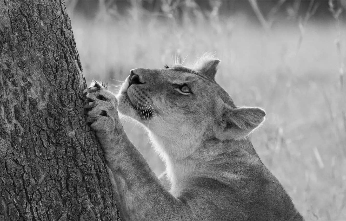 Фото обои кошка, дерево, гимнастика, зарядка, львица, cat, tree, lioness