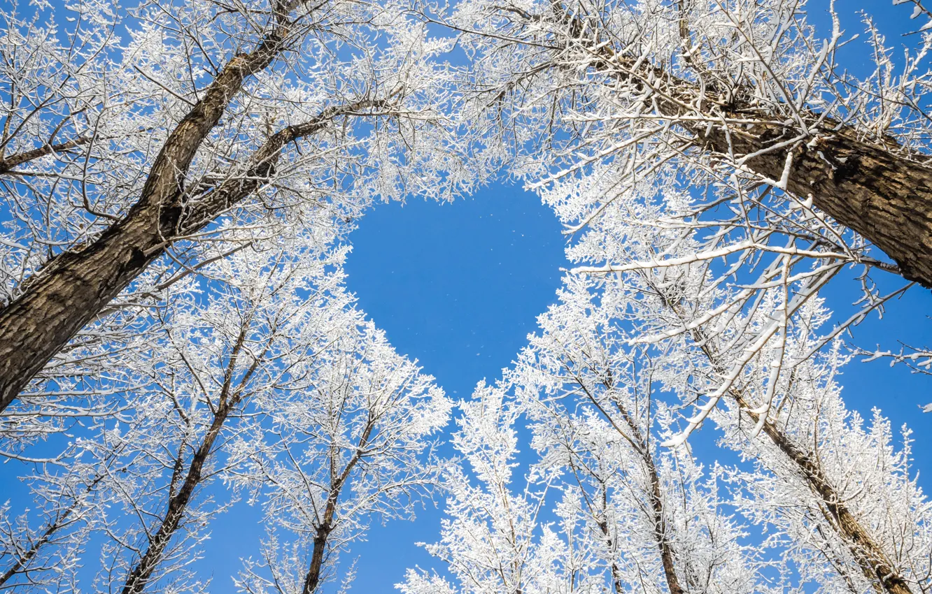 Фото обои sky, trees, heart, snow