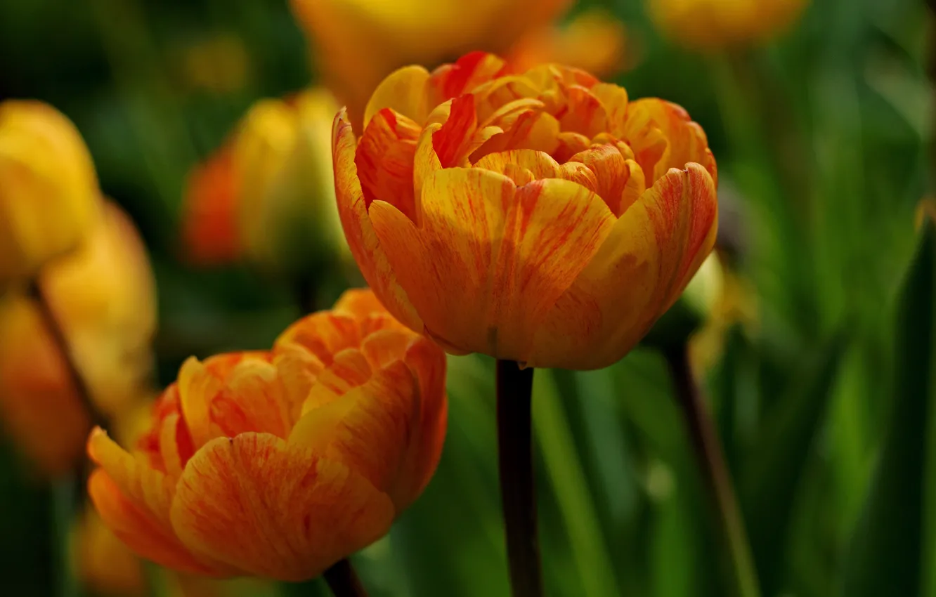 Фото обои макро, цветы, тюльпаны, оранжевые