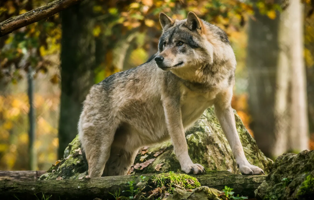Фото обои волк, красавец, санитар леса
