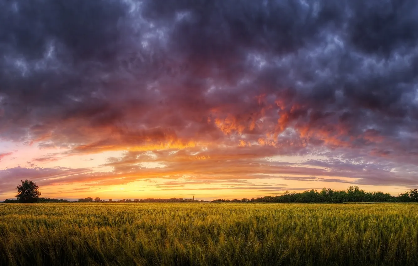 Фото обои поле, трава, облака, закат, природа, пейзажи, Nature, sky