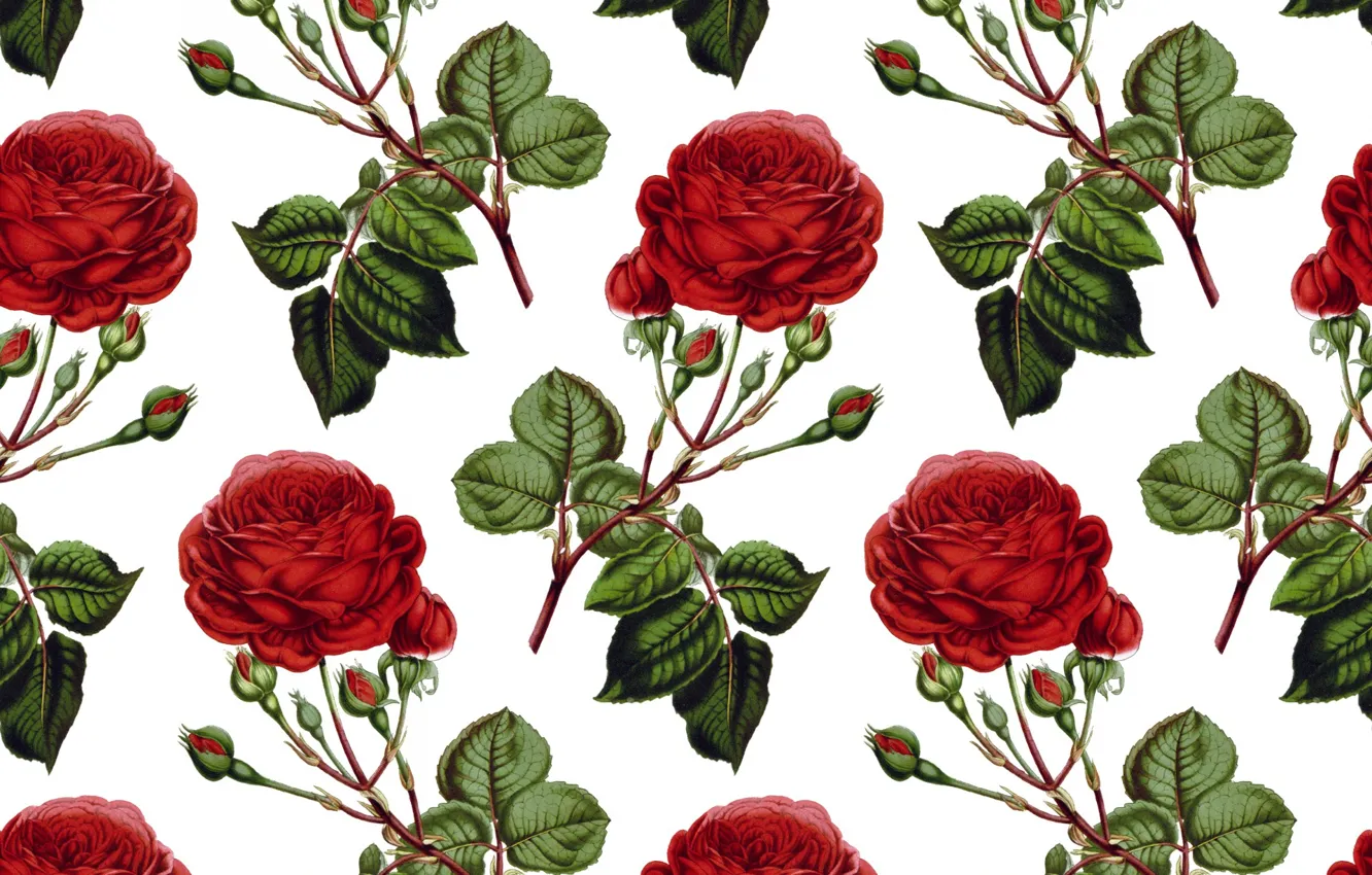 Фото обои белый, фон, розы, текстура, бутоны, Roses, Background