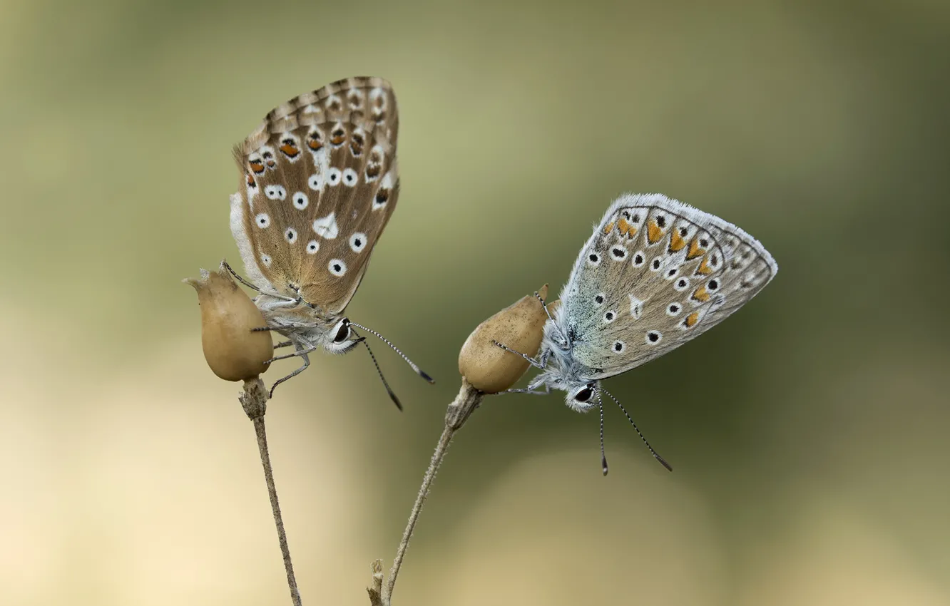Фото обои бабочки, фон, пара