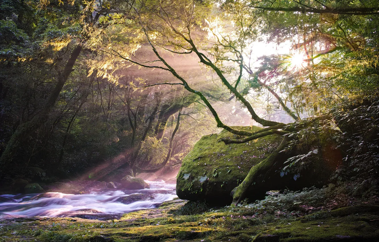 Фото обои лес, лучи, река, красота, утро