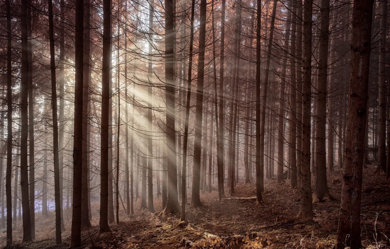 Фото обои лес, лучи, свет, туман, утро, сосны