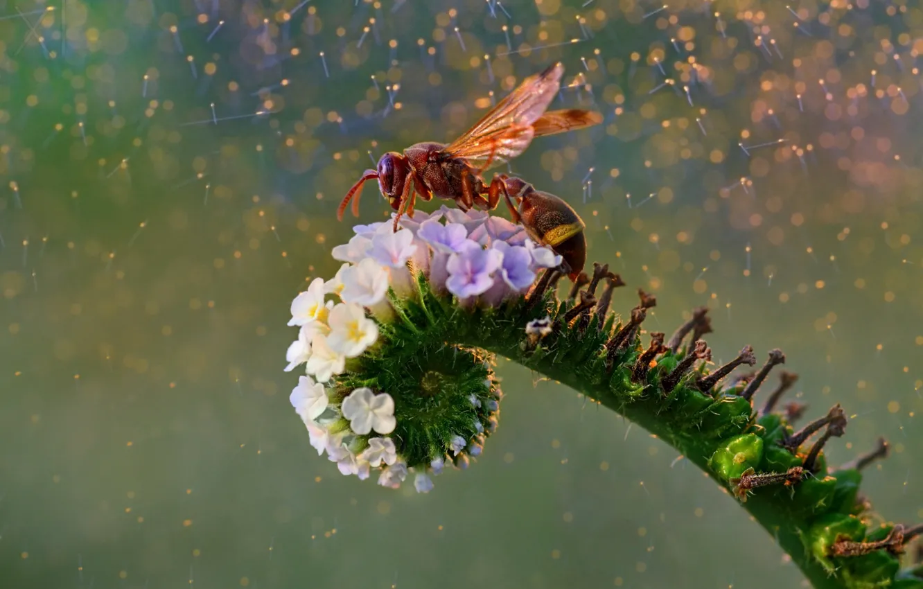 Фото обои цветок, оса, flower, wasp, Fahmi Bhs