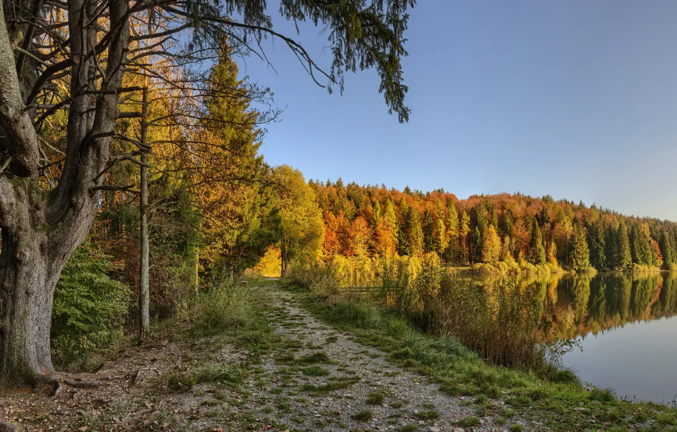 Фото обои осень, лес, озеро
