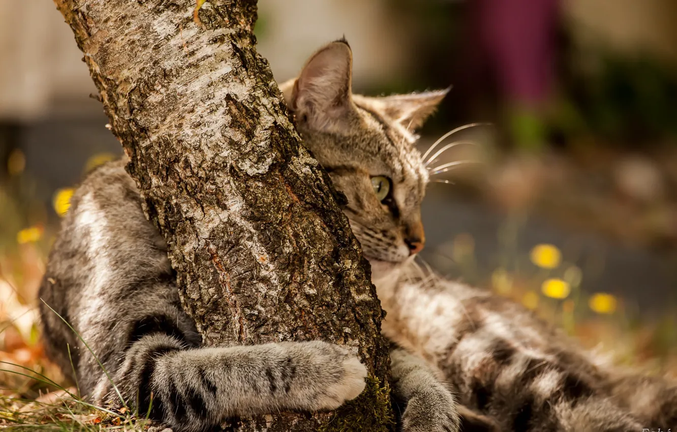 Фото обои боке, обнимает, полосатая кошка, ствол дерева