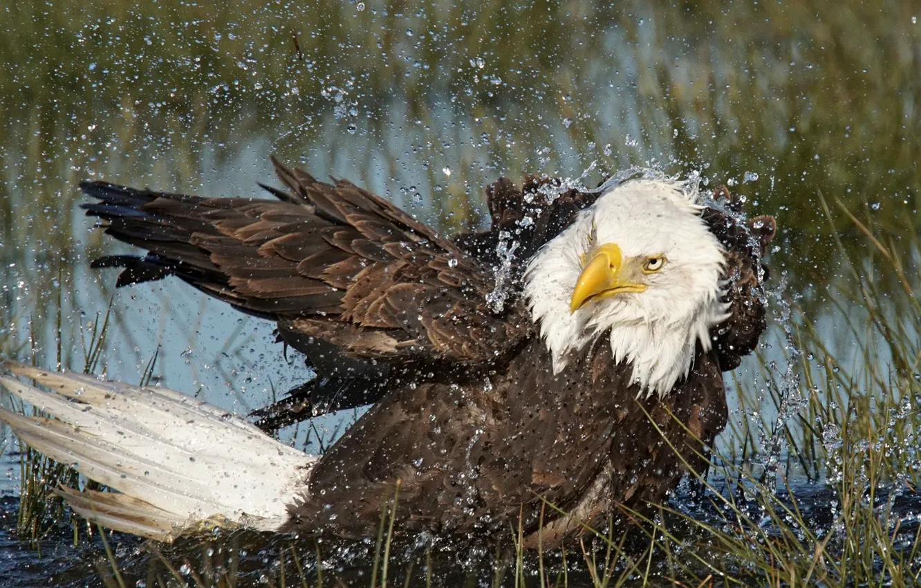 Фото обои вода, птица, хищник, Белоголовый орлан