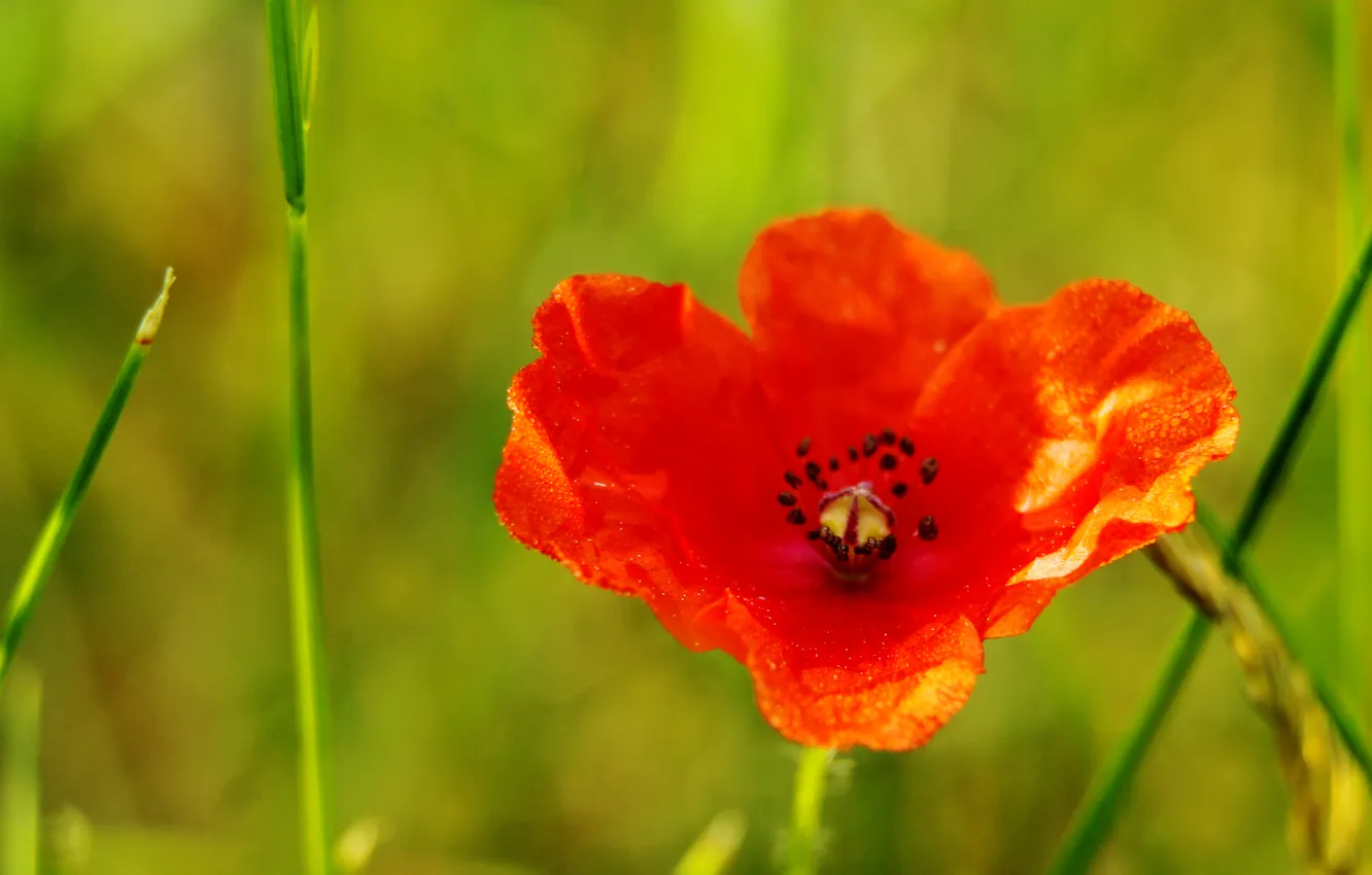 Фото обои red, poppy, blooming