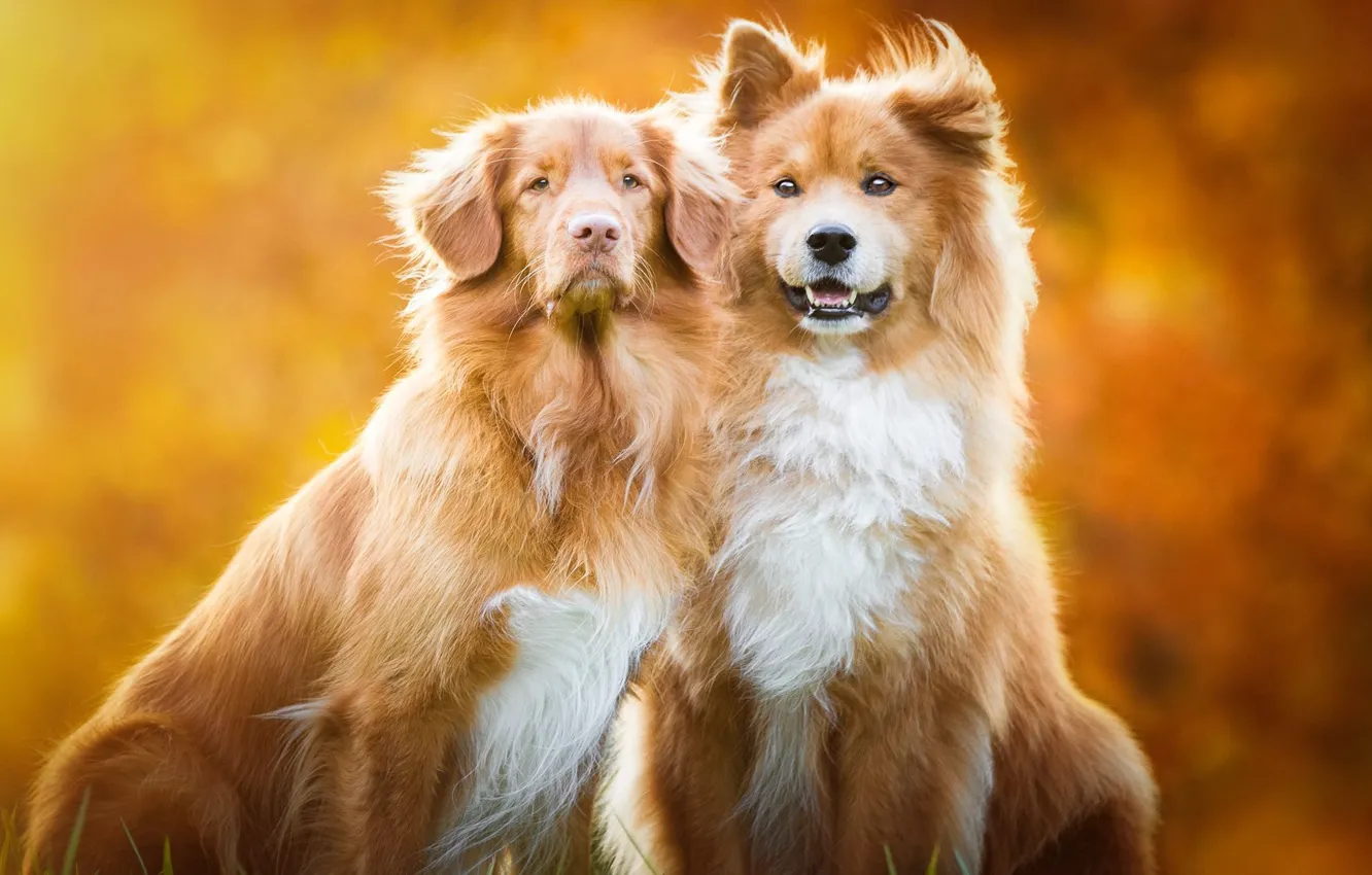 Фото обои осень, собаки, взгляд, оранжевый, природа, поза, фон, две