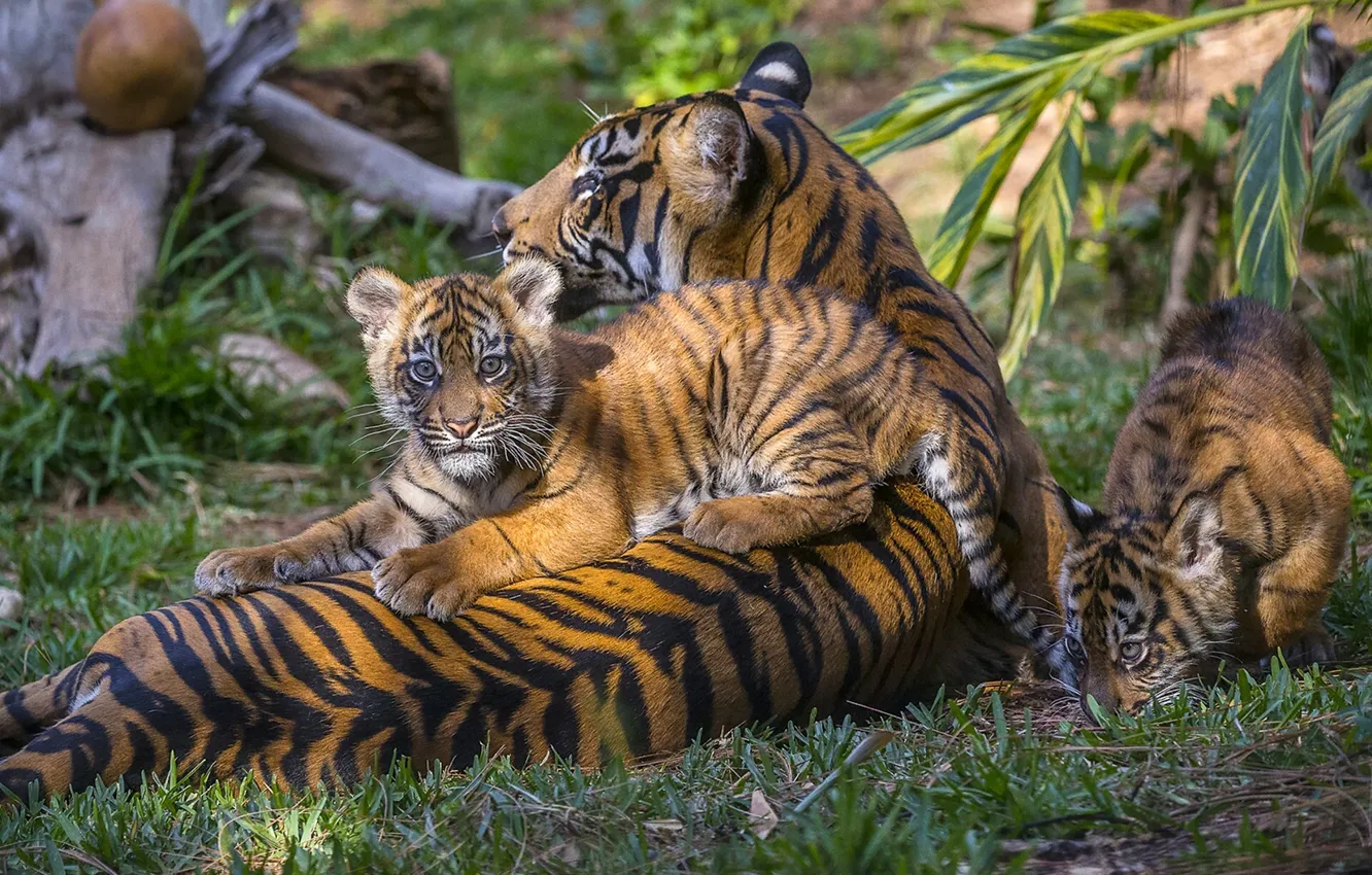 Фото обои тигры, тигрица, тигрята, материнство, детёныши