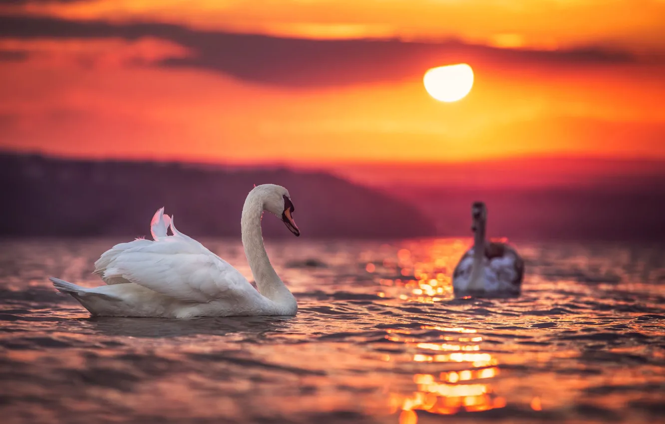 Фото обои солнце, закат, птицы, вечер, пара, лебеди, водоём, Valentin Valkov