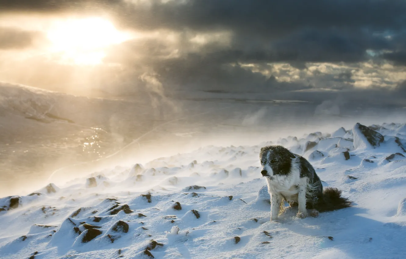Фото обои зима, снег, горы, вершины, собака, пурга, бордер-колли
