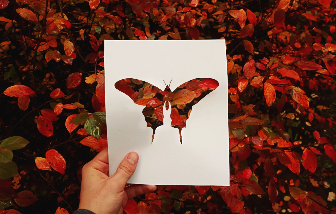 Фото обои осень, листья, красный, бабочка, силуэт