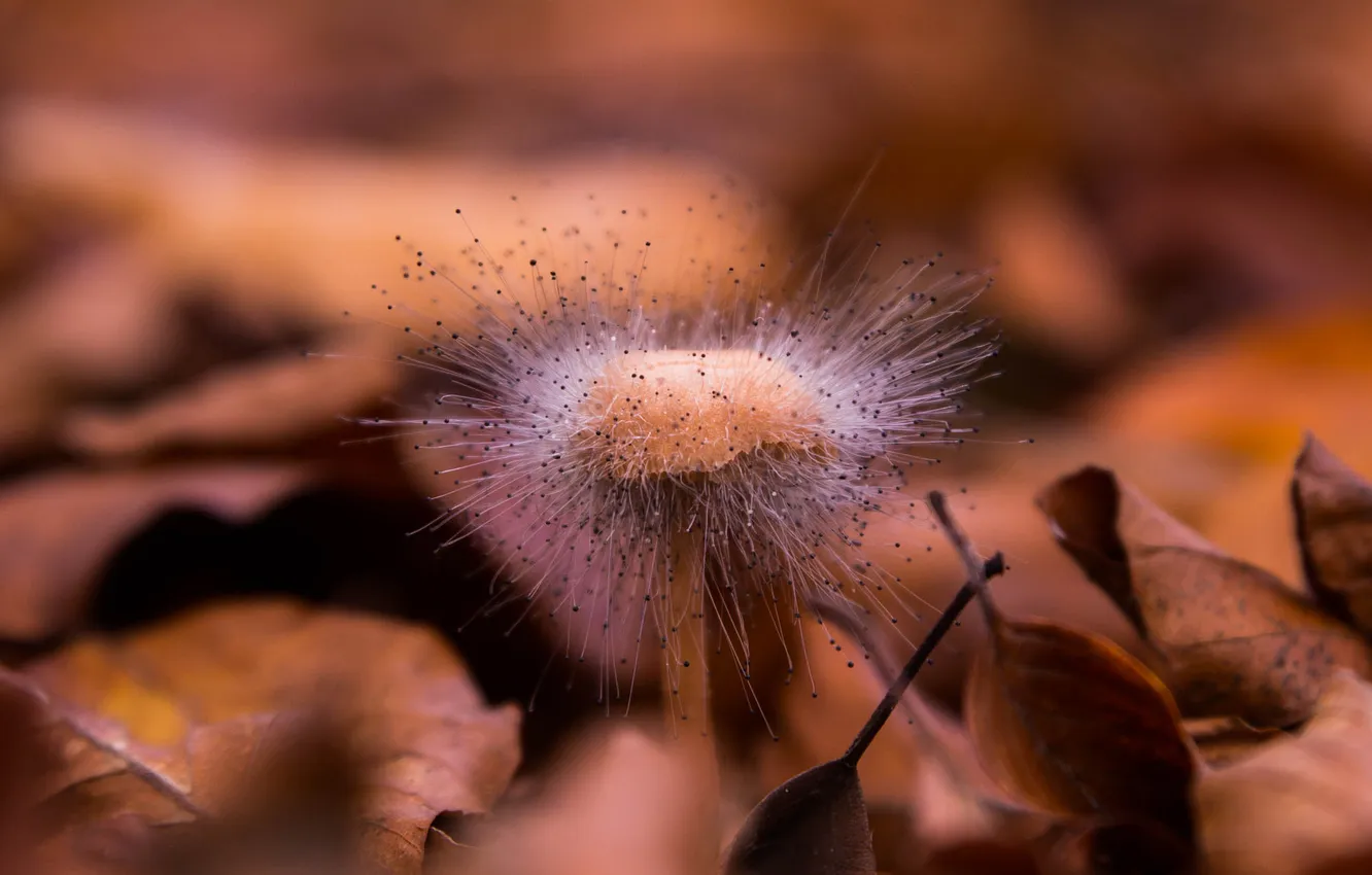 Фото обои грибы, гриб, опавшие листья, Spinellus Fusiger