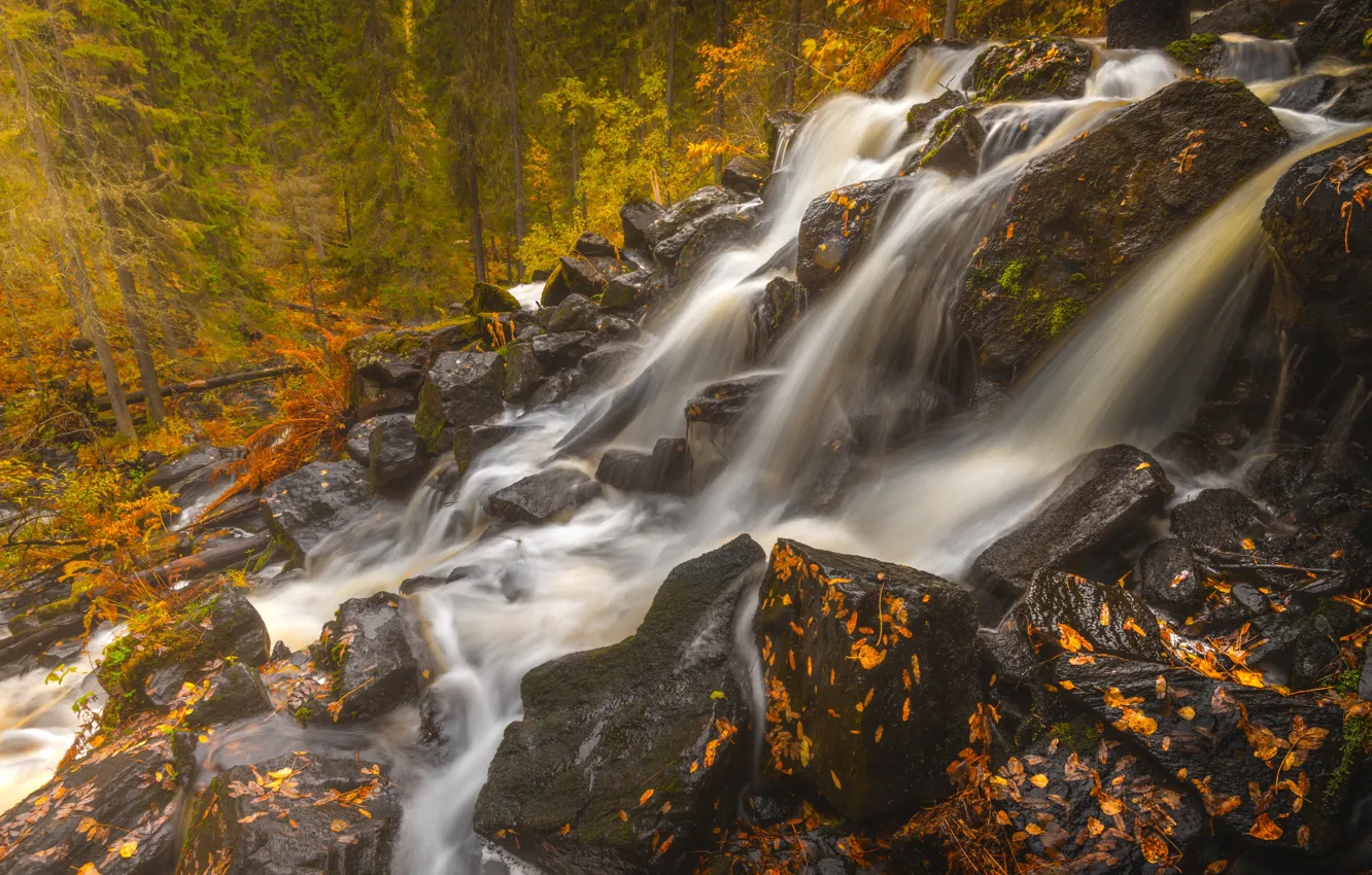 Фото обои осень, лес, листья, камни, водопад, каскад, Финляндия, Finland