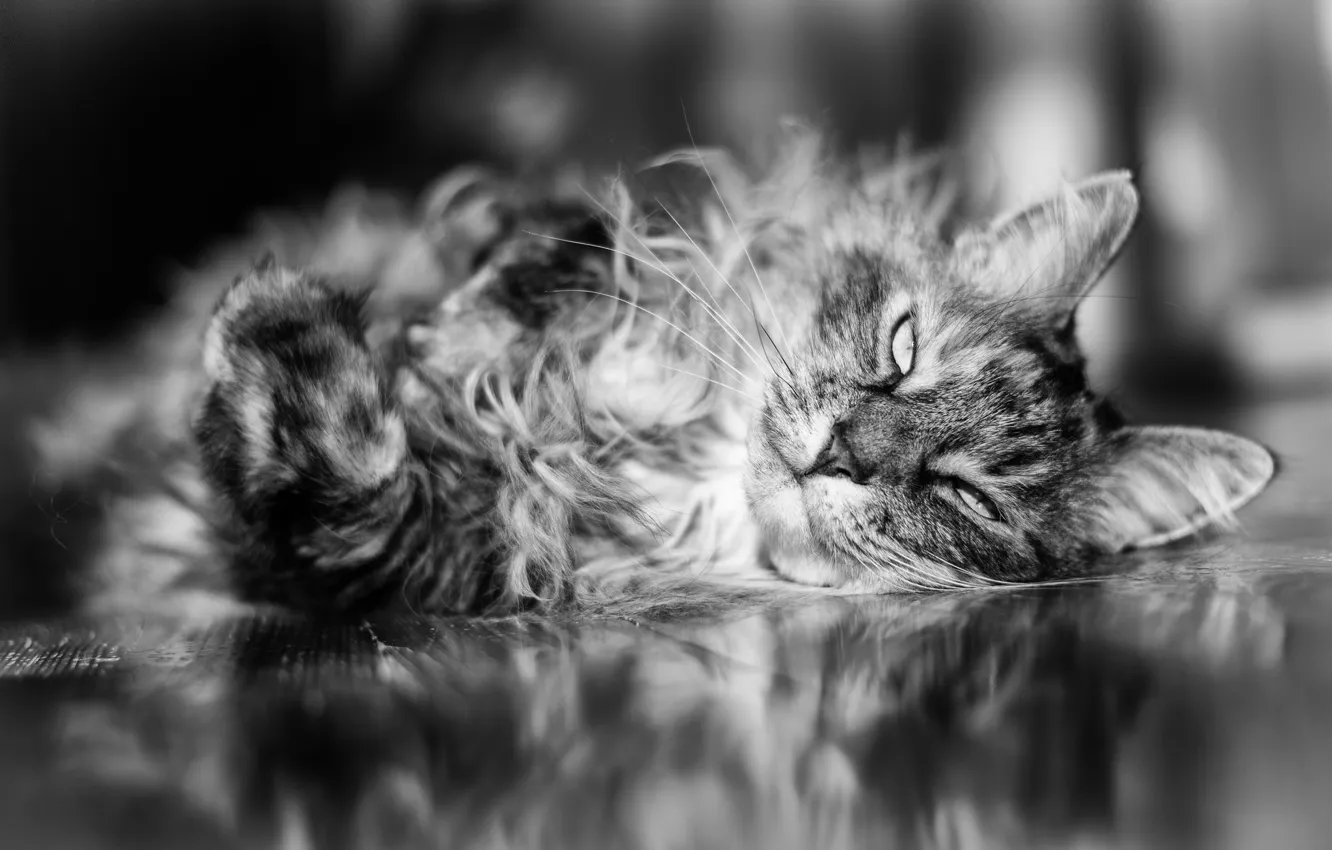 Фото обои кошка, взгляд, шерсть, лежит