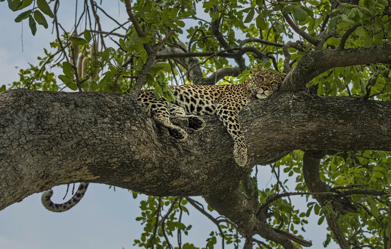 Фото обои дерево, отдых, релакс, леопард, на дереве