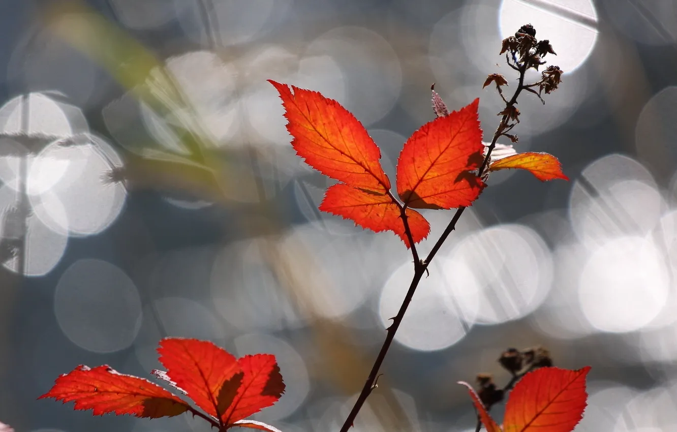 Фото обои листья, свет, блики, шиповник, оранжевые