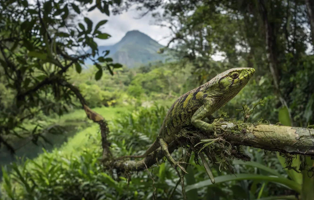 Фото обои lizard, reptile, Polychrus marmoratus