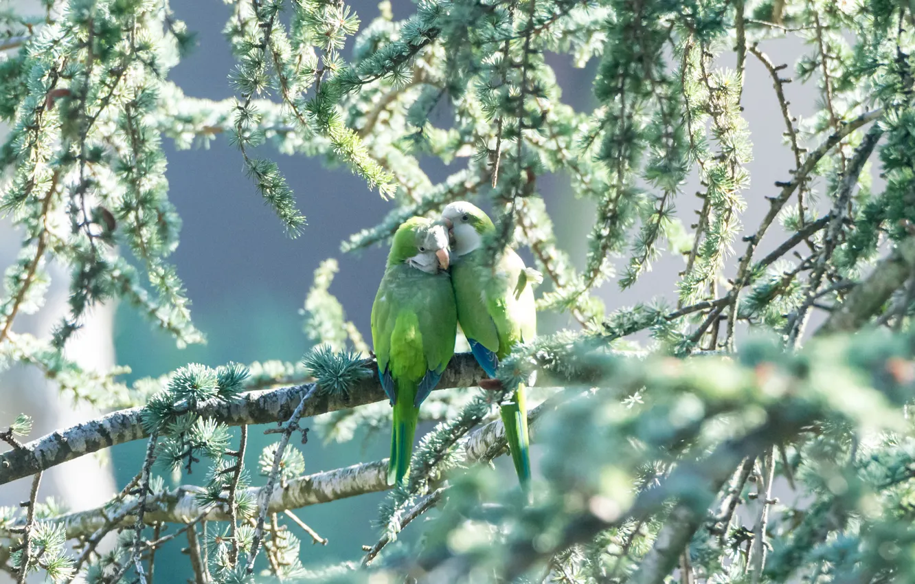 Фото обои зелень, птицы, пара, попугаи