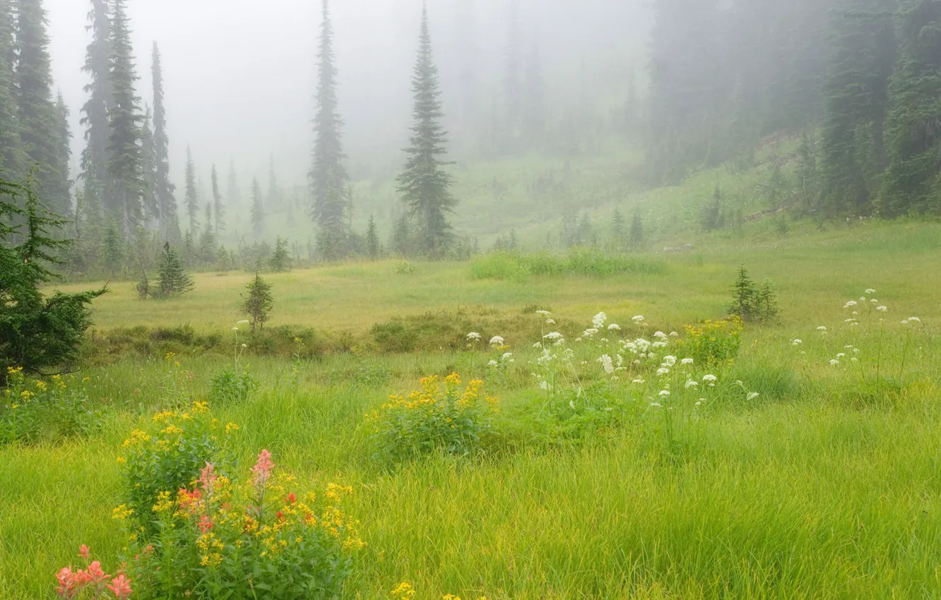 Фото обои зелень, лес, трава, деревья, цветы, природа, туман, поляна