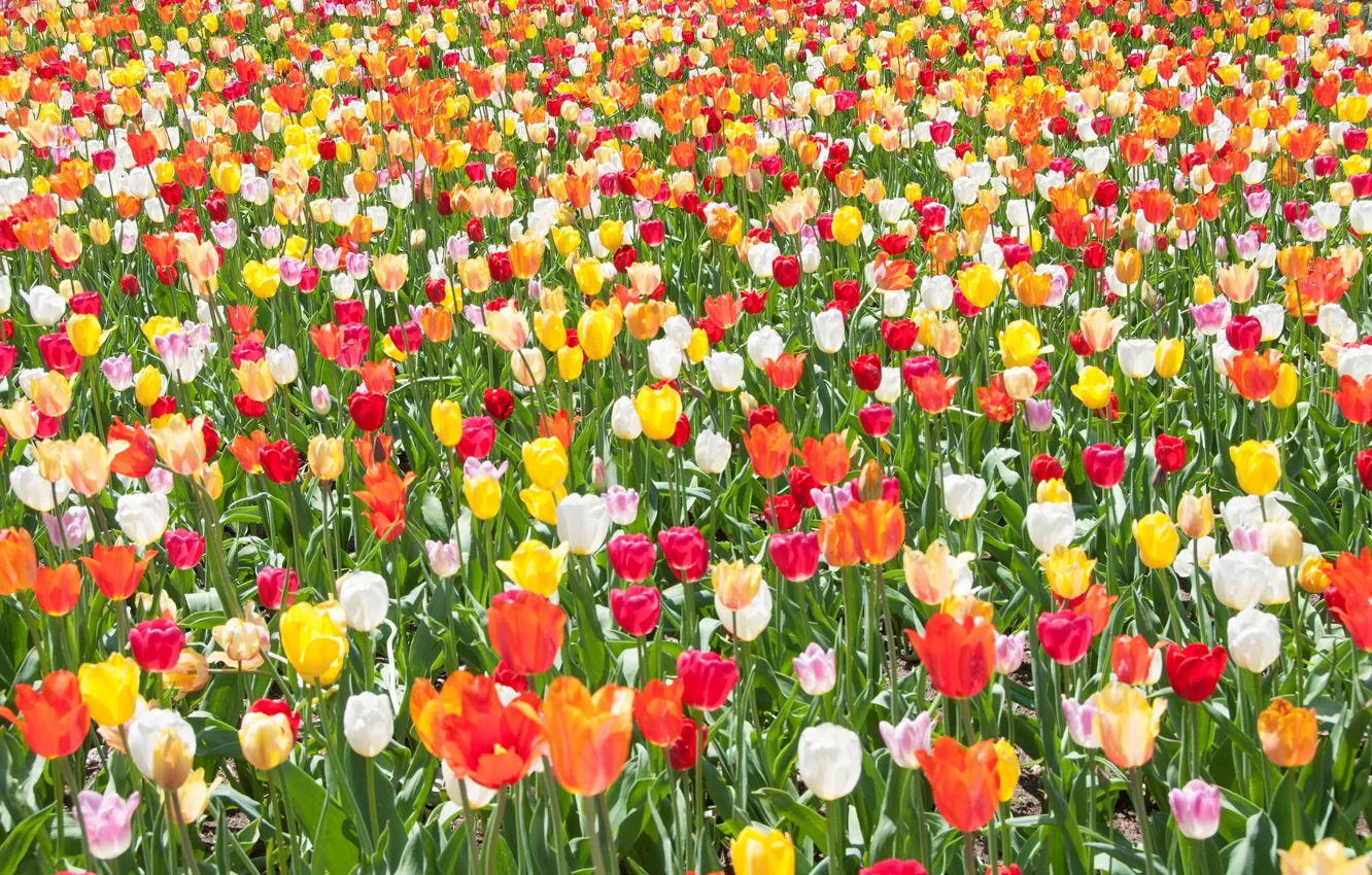 Фото обои поле, весна, луг, тюльпаны