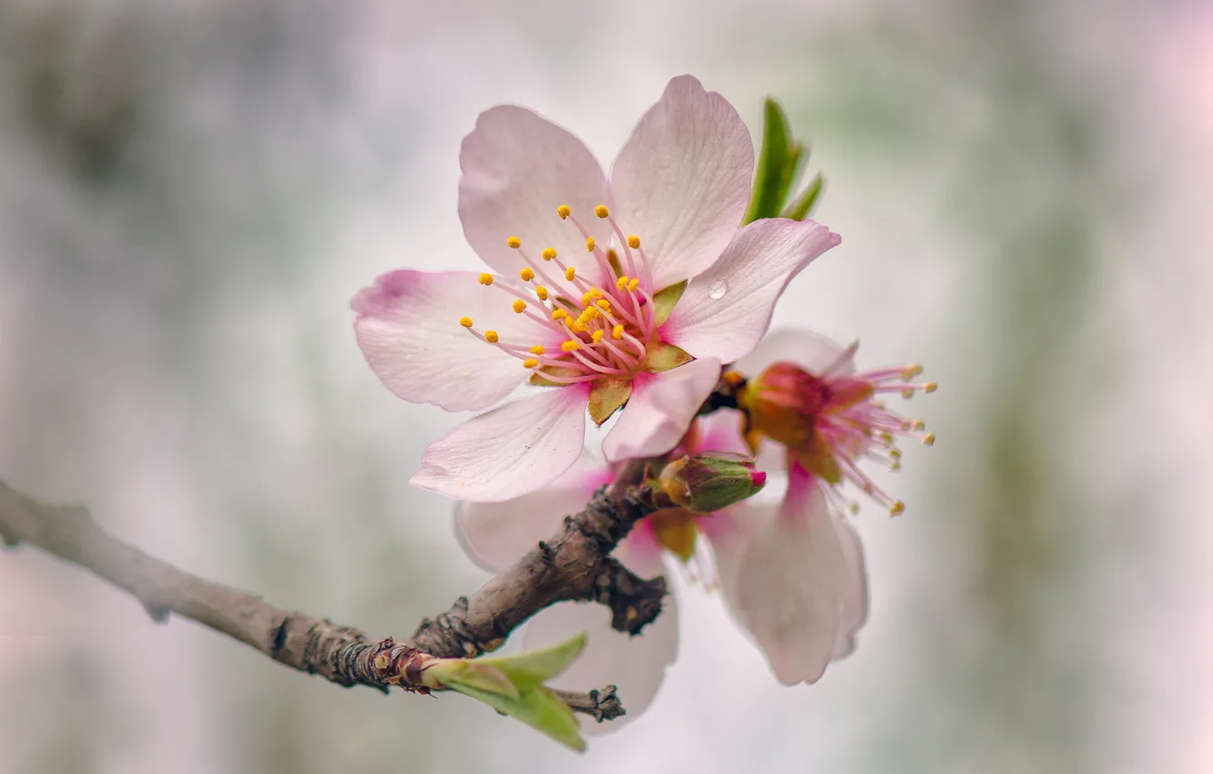 Фото обои дерево, весна, цветение, цветки
