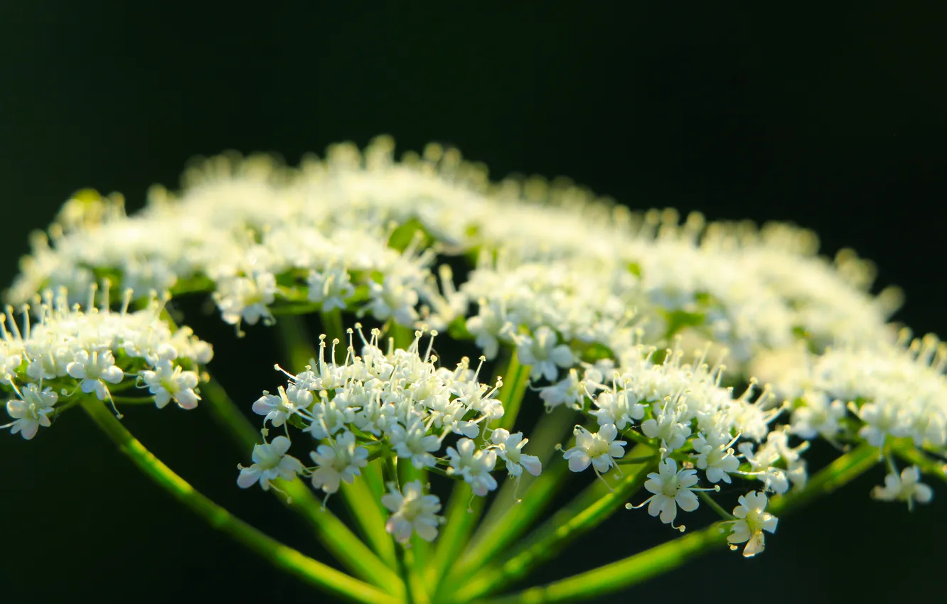 Фото обои dark, white, flower