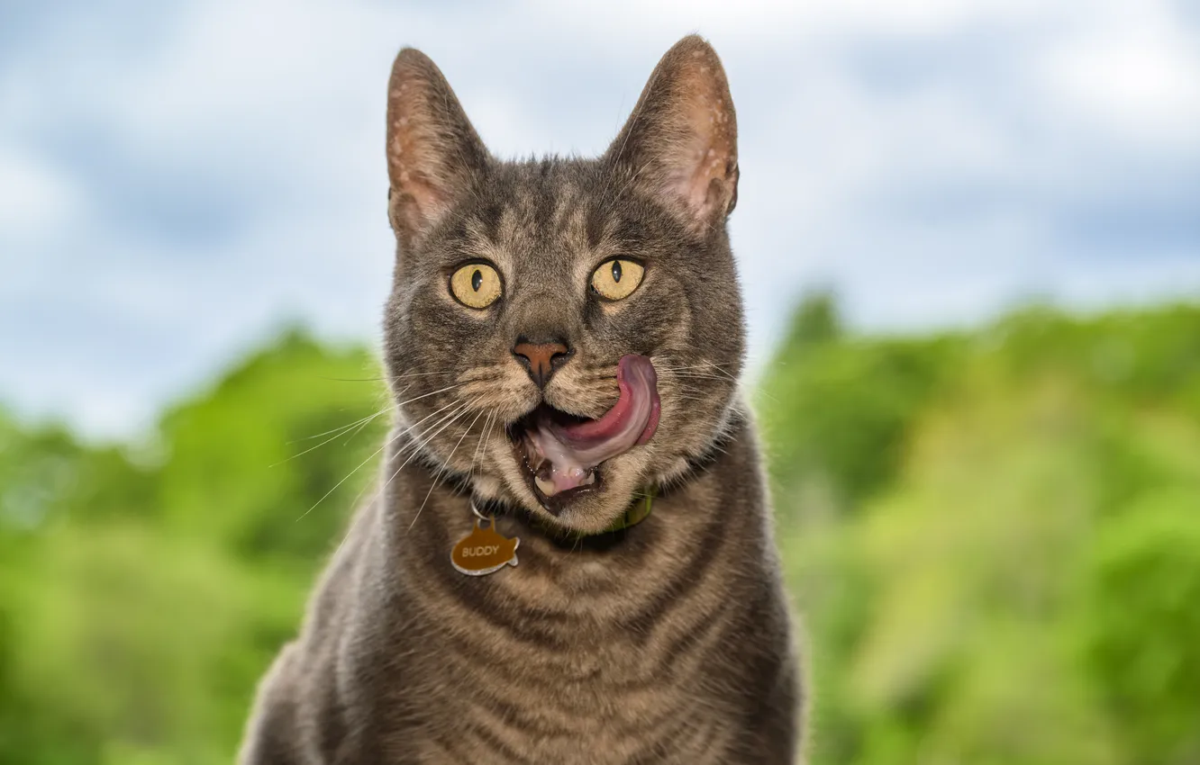 Фото обои зелень, язык, кошка, кот, взгляд, природа, поза, серый