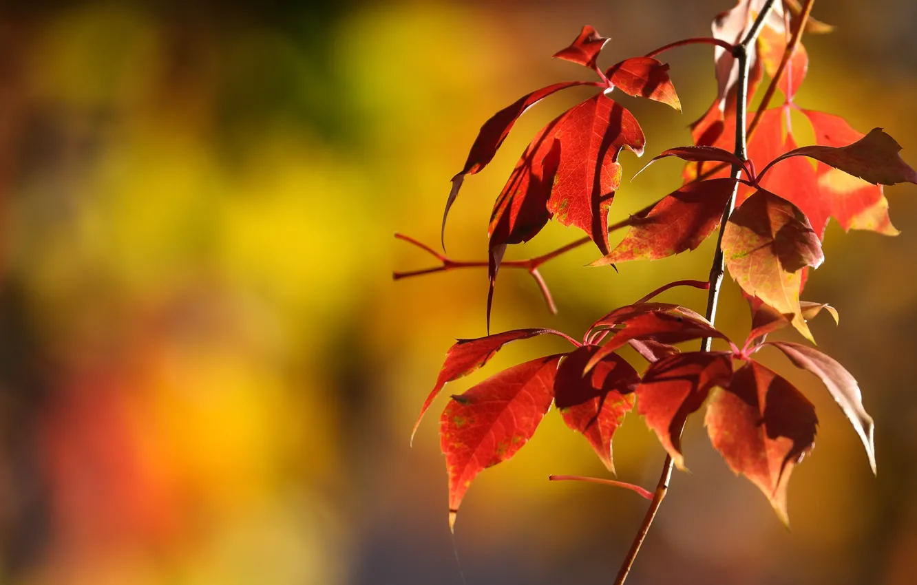 Фото обои осень, листья, дерево, ветка