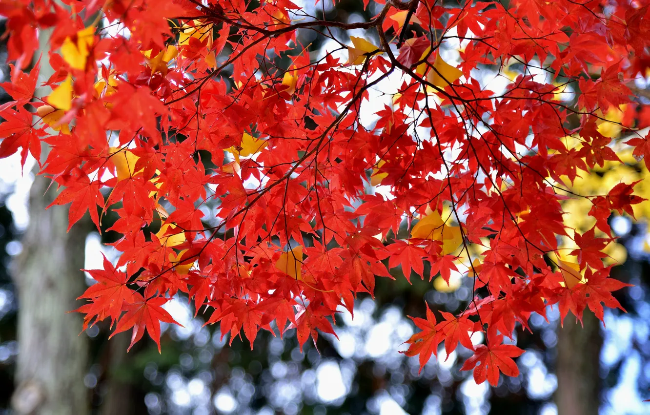 Фото обои осень, листья, Япония, клен, багрянец