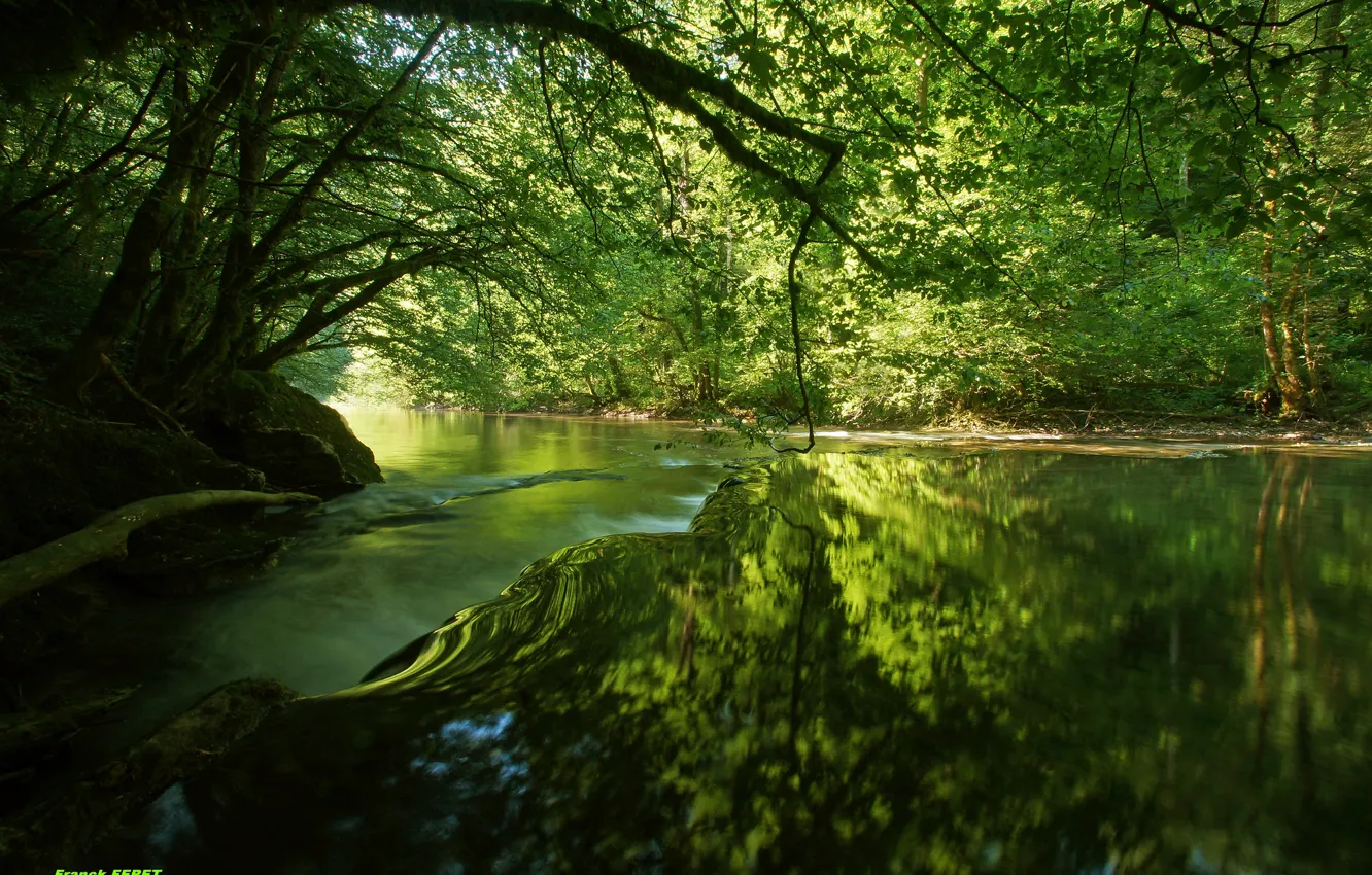 Фото обои лес, вода, деревья, река