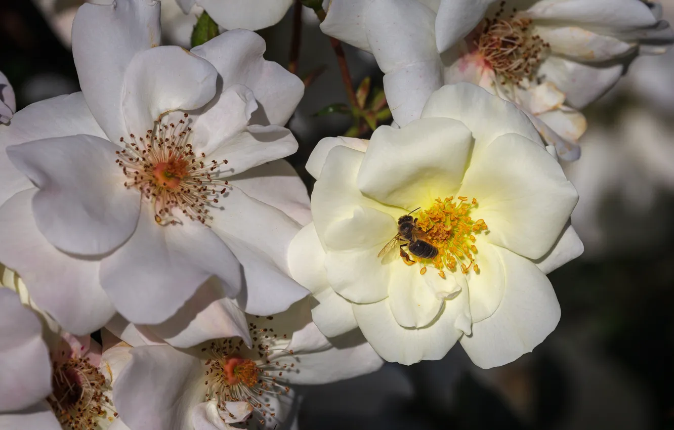 Фото обои макро, цветы, пчела, фон, оса, куст, розы, шиповник