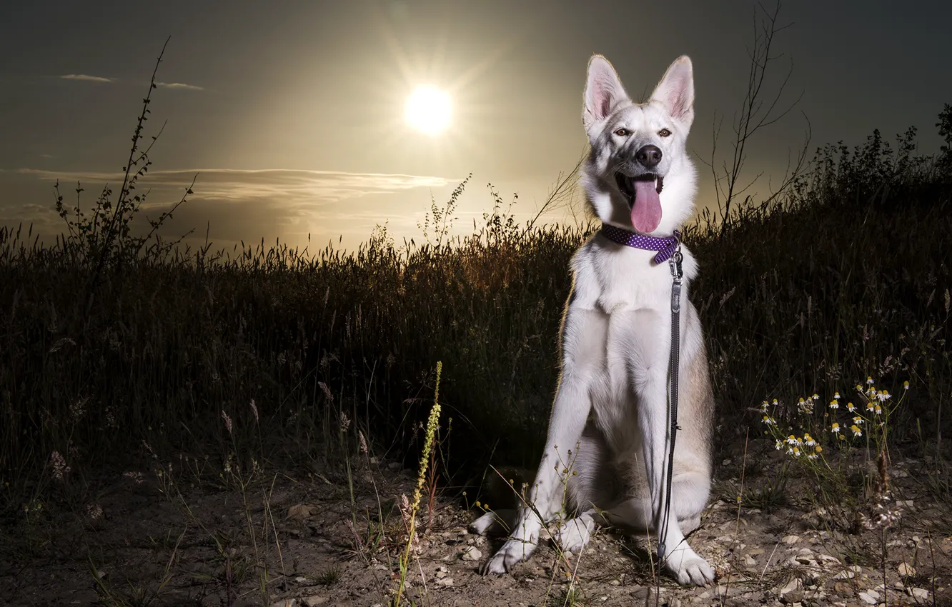 Фото обои собака, Sunset, Siberian husky
