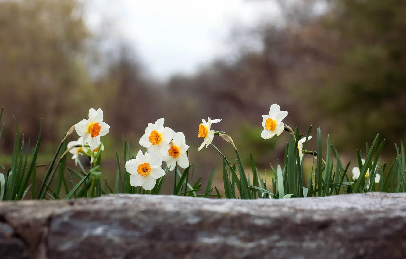 Фото обои цветы, поляна, весна, белые, нарциссы
