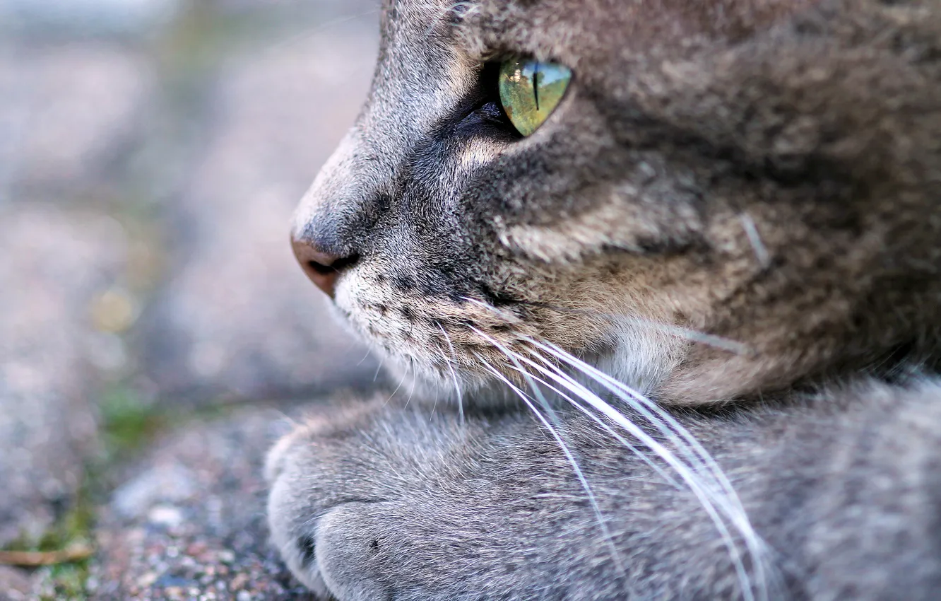 Фото обои глаза, кот, взгляд, кошак