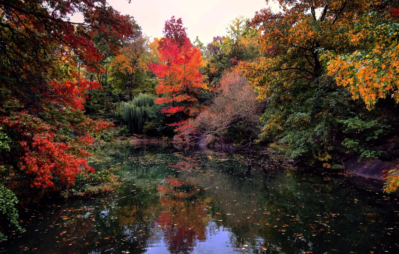 Фото обои осень, листья, облака, деревья, озеро, отражение, зеркало