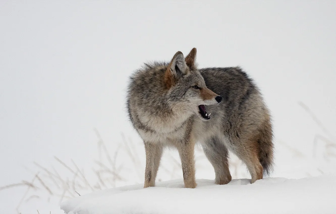 Фото обои зима, природа, волк