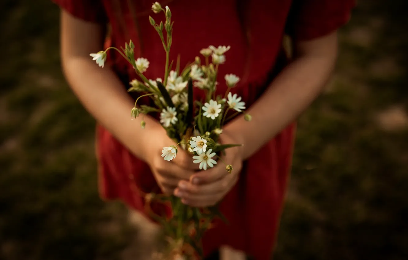 Фото обои девушка, цветы, ромашки