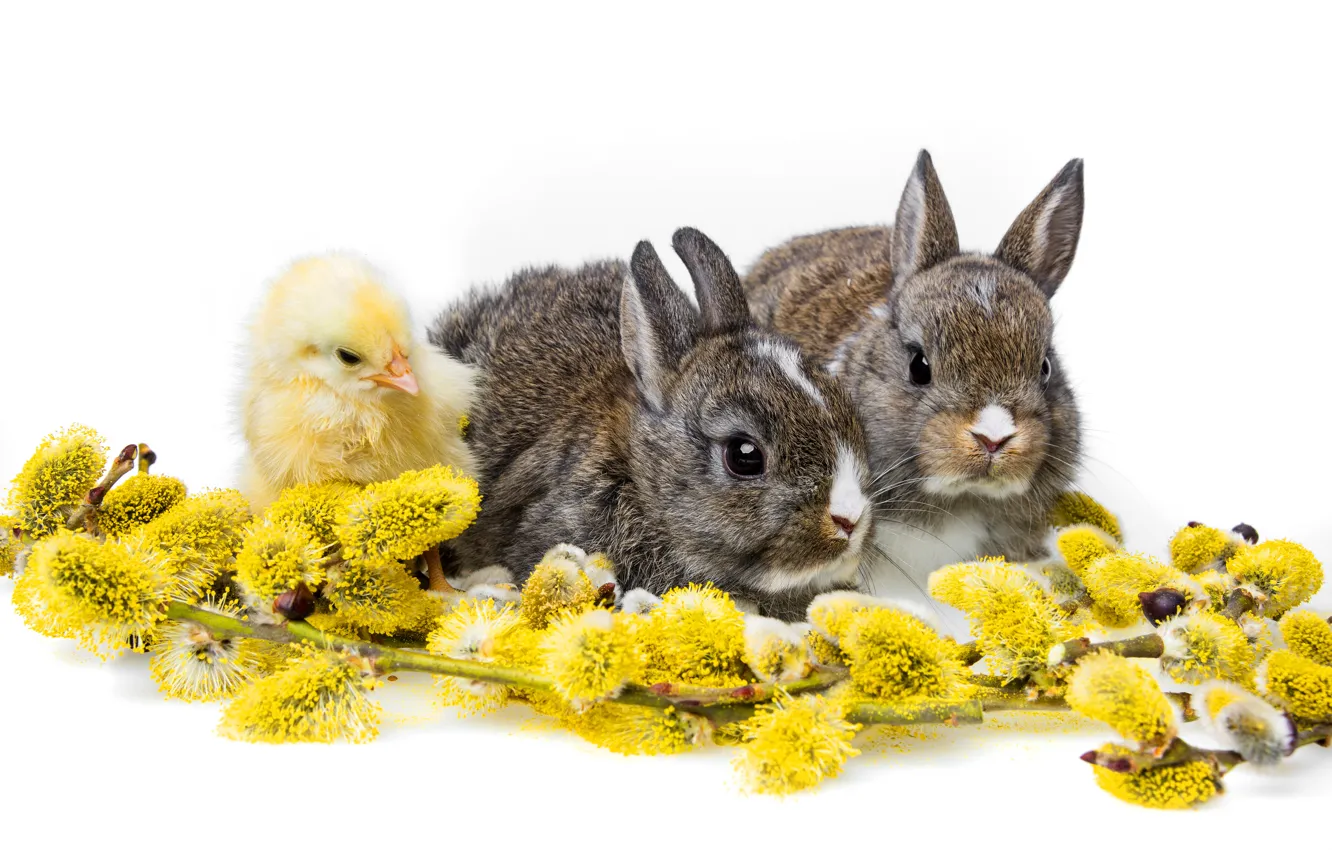 Фото обои кролики, белый фон, цыплёнок, верба, детёныши, троица, крольчата
