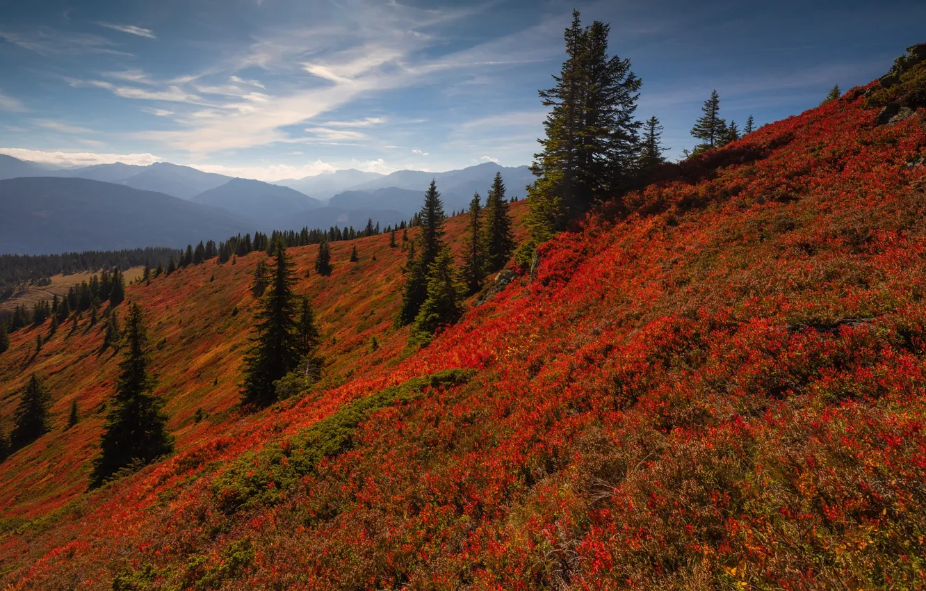 Фото обои осень, лес, листья, вид, ели, склон, холм, красные