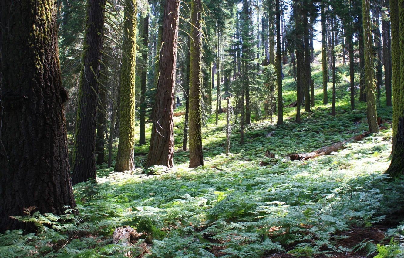 Фото обои лес, деревья, природа, парк, фото, Калифорния, США, Sequoia