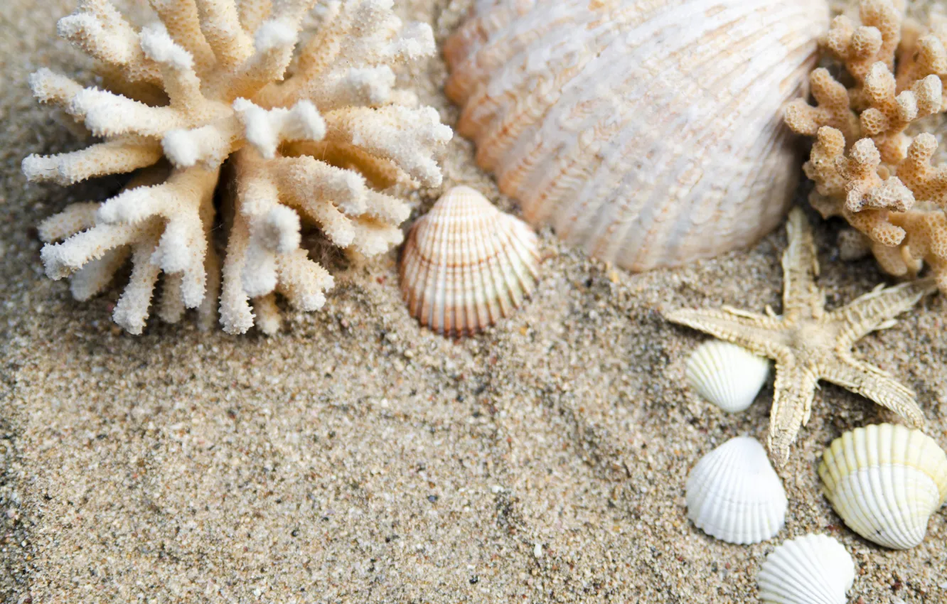 Фото обои песок, пляж, природа, ракушки, морская звезда
