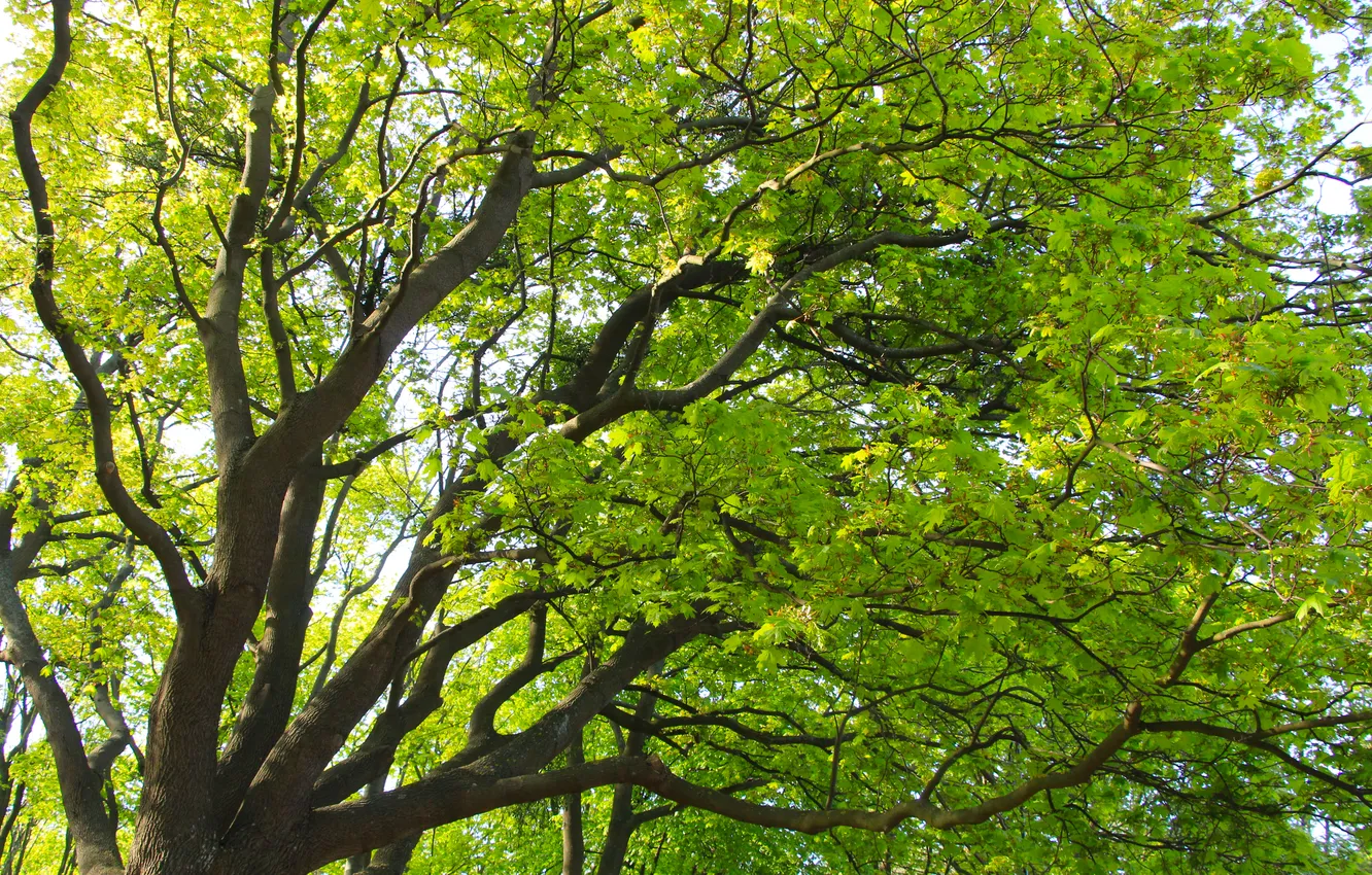Фото обои green, tree, leafs, spring, twigs
