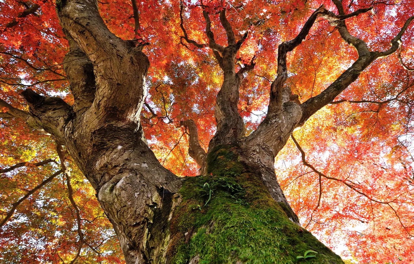 Фото обои осень, листья, дерево, мох, ствол, крона